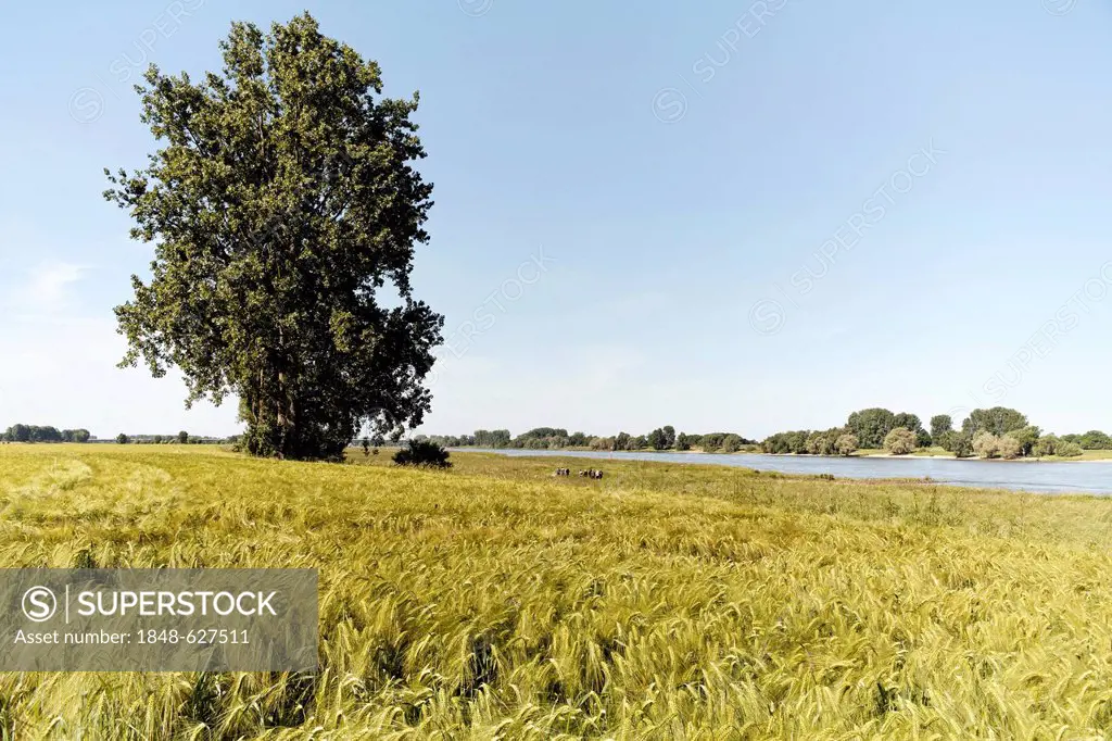 Landscape with a wheat field, Duesseldorf, Lower Rhine region, North Rhine-Westphalia, Germany, Europe
