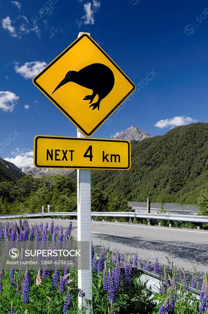 Warning sign on a highway, Kiwis next 4 km, Porters Pass, Craigieburn Range, Canterbury, South Island, New Zealand, Oceania