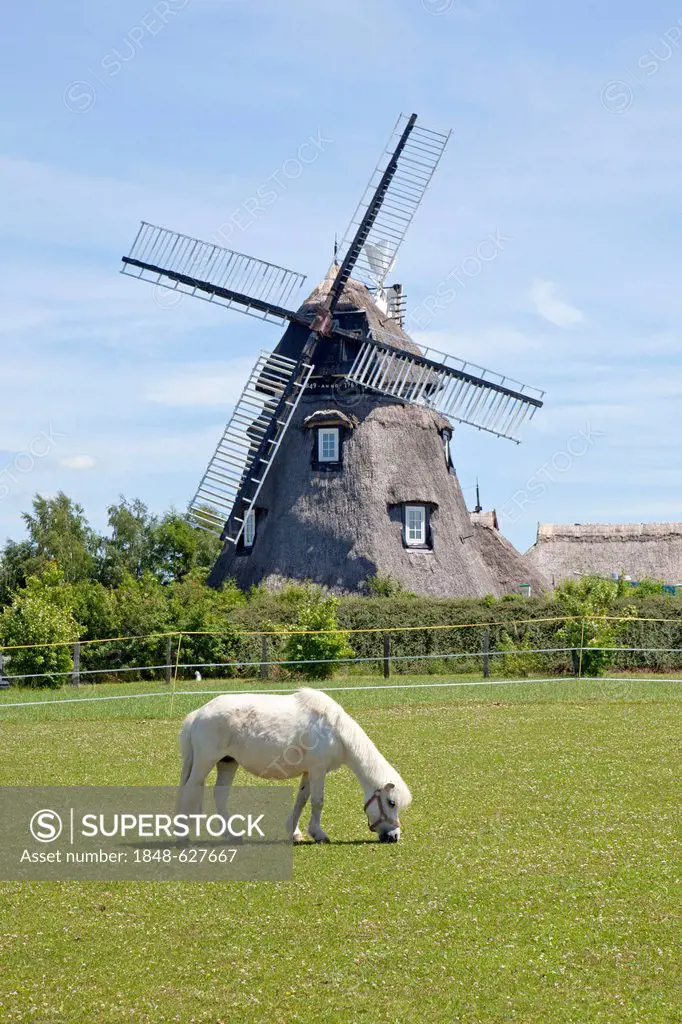 Pony grazing in front of a windmill, Dorf Mecklenburg, village, Mecklenburg-Western Pomerania, Germany, Europe
