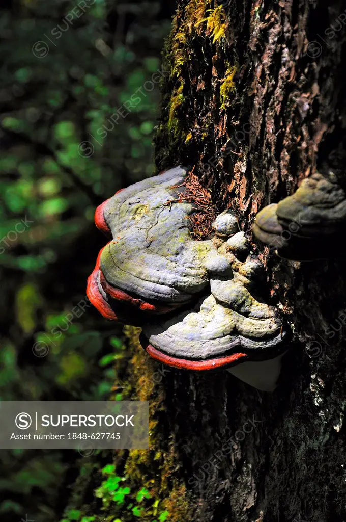 Red Banded Polypore (Fomitopsis pinicola), on a spruce tree, Wimbachtal Valley, Berchtesgaden National Park, Ramsau, Berchtesgadener Land region, Uppe...