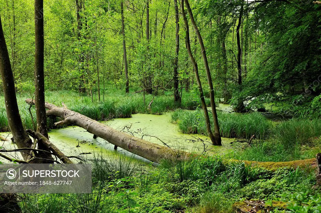 Uprooted beach tree (Fagus) in a wetlands area in a forest, Othenstorf, Mecklenburg-Western Pomerania, Germany, Europe
