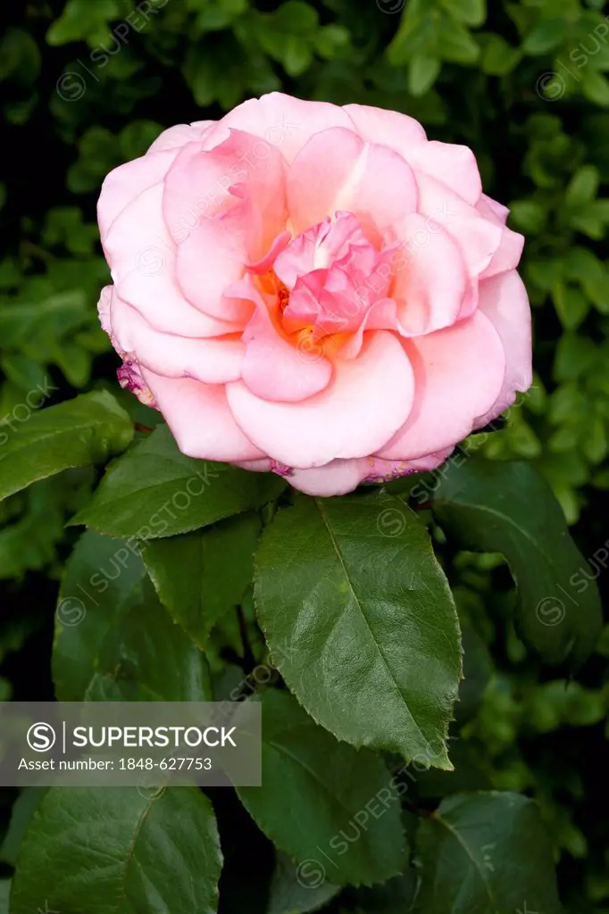 Hybrid tea rose (Rosa), Sylvia, Westfalenpark, Dortmund, North Rhine-Westphalia, Germany, Europe