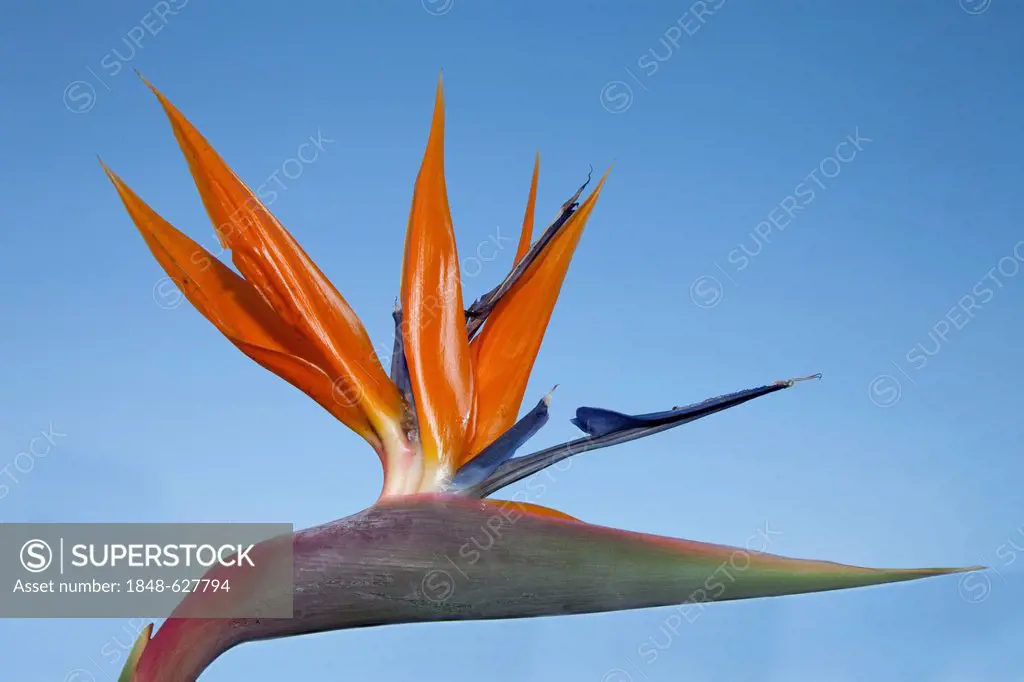 Strelitzia, Crane Flower or Bird of Paradise (Strelitzia reginae), flower