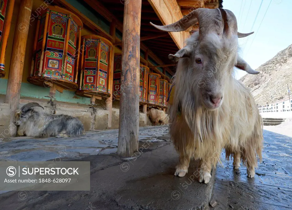 Ram standing in front of the prayer wheels and kora at the Labrang Monastery, Xiahe, Gansu, formerly Amdo, Tibet, China, Asia