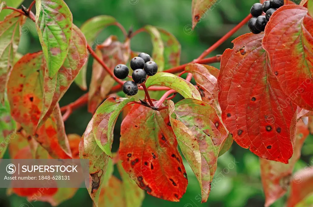 Common Dogwood (Cornus sanguinea), branch with berries in autumn, North Rhine-Westphalia, Germany, Europe