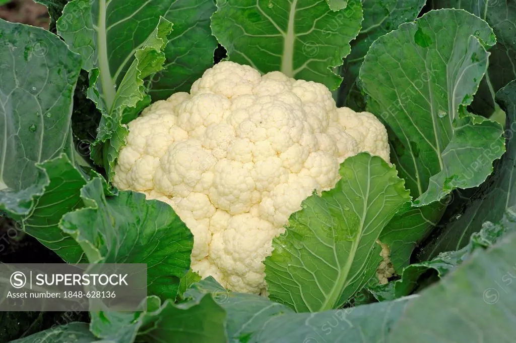 Cauliflower (Brassica oleracea var botrytis), North Rhine-Westphalia, Germany, Europe