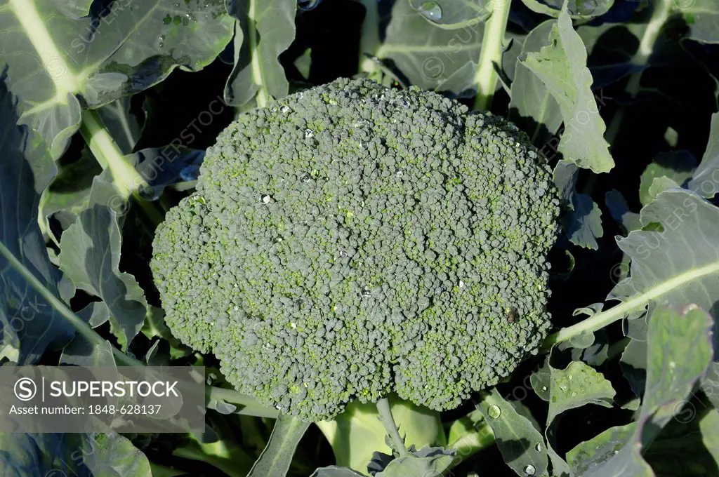 Broccoli (Brassica oleracea var. italica), North Rhine-Westphalia, Germany, Europe