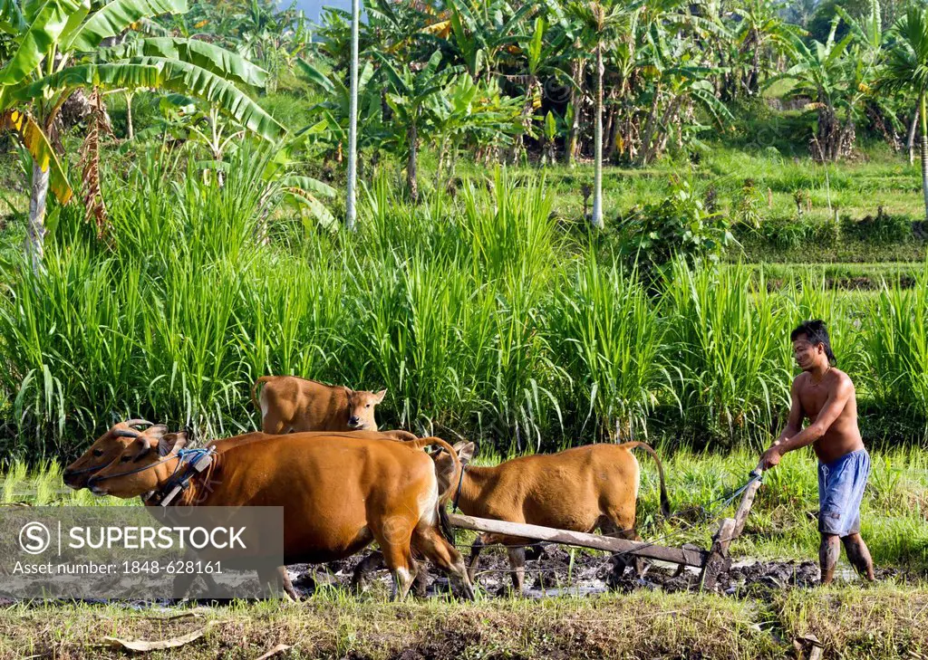 Farmer ploughing a rice paddy with a water buffalo, near Candi Dasa, East Bali, Bali, Indonesia, Southeast Asia, Asia