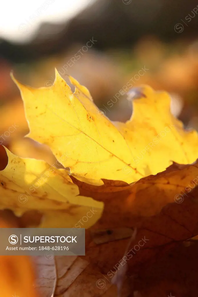 Autumnal coloured leaf lying on the ground, in sunlight