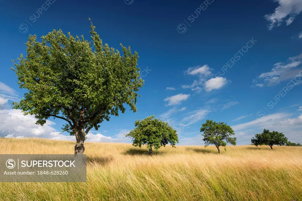 Summer, grassland with fruit trees, Hegau region, Welschingen, Baden-Wuerttemberg, Germany, Europe