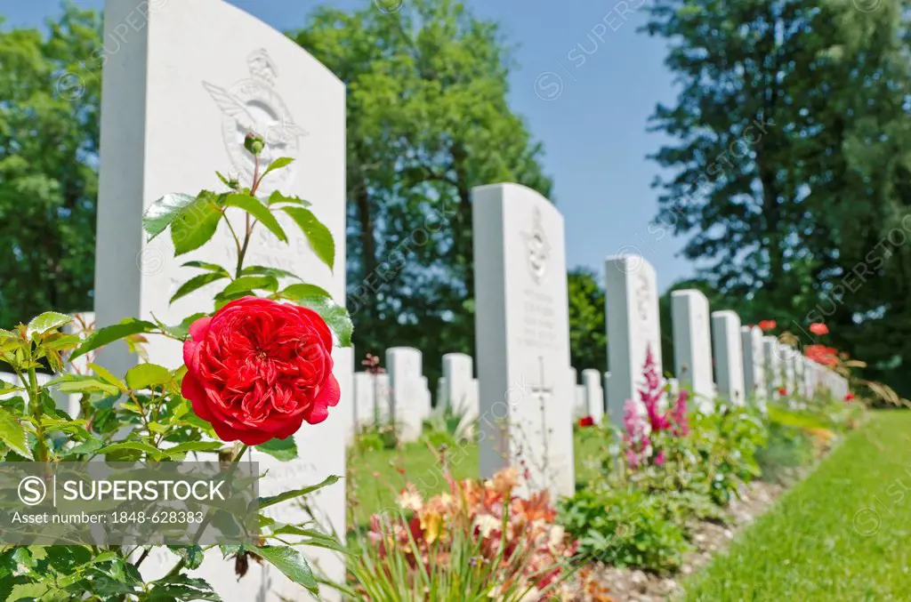 Red rose, Durnbach War Cemetery, the final resting place for 2960 soldiers who died in WW2, Duernbach, Gmund am Tegernsee, Bavaria, Germany, Europe
