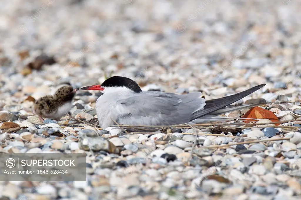 Common tern (Sterna hirundo) with a chick, Texel, the Netherlands, Europe