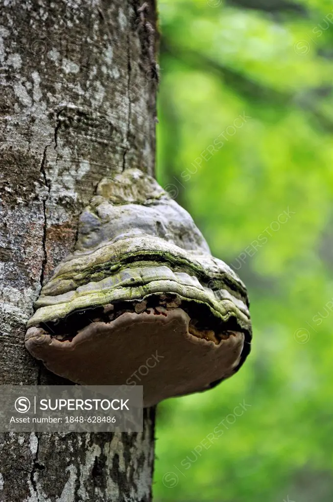 Tinder Fungus or Tinder Polypore (Fomes fomentarius), on the trunk of a dead beech tree (Fagus), Ramsau, Berchtesgaden National Park, Berchtesgadener ...