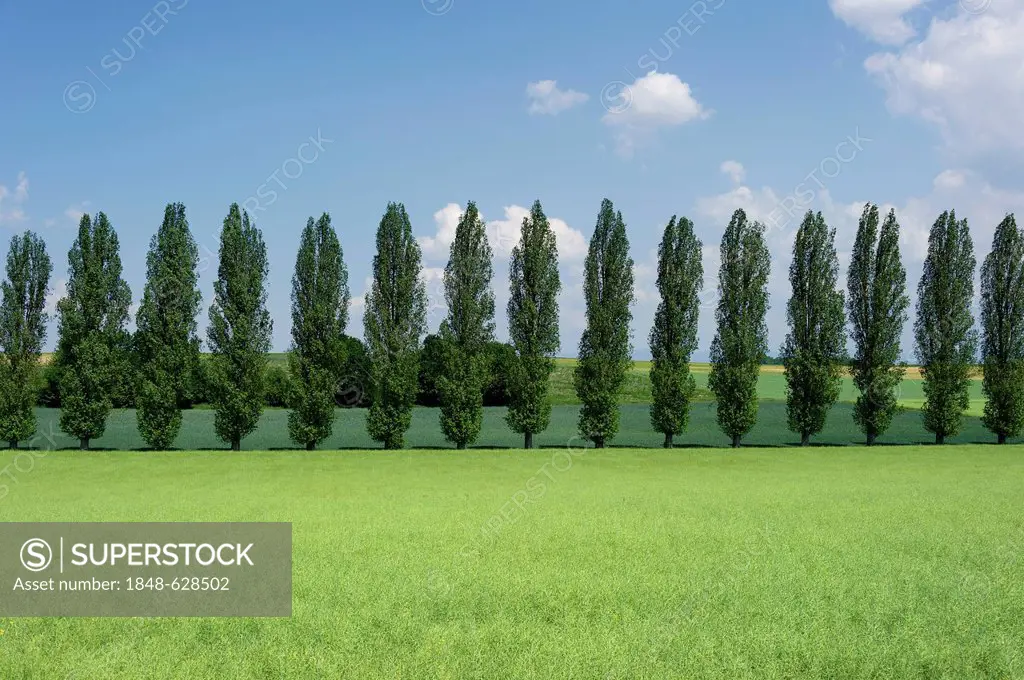 Avenue lined with Lombardy poplars (Populus nigra 'Italica') behind a rapeseed field with pods (Brassica napus), near Straubing, Lower Bavaria, Bavari...