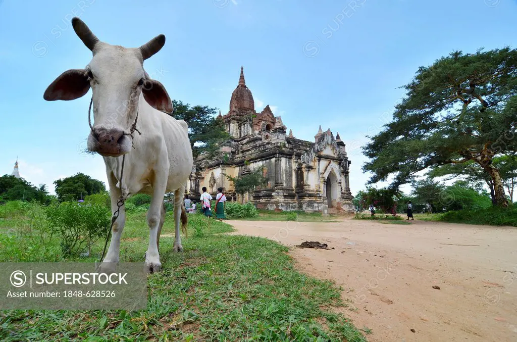 Ox standing in front of a pagoda, Bagan, Myanmar, Burma, Southeast Asia, Asia