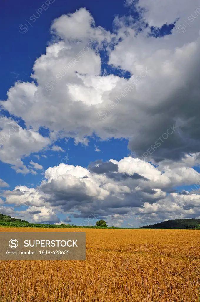 Rain clouds above a ripe barley field, Igensdorf, Upper Franconia, Bavaria, Germany, Europe