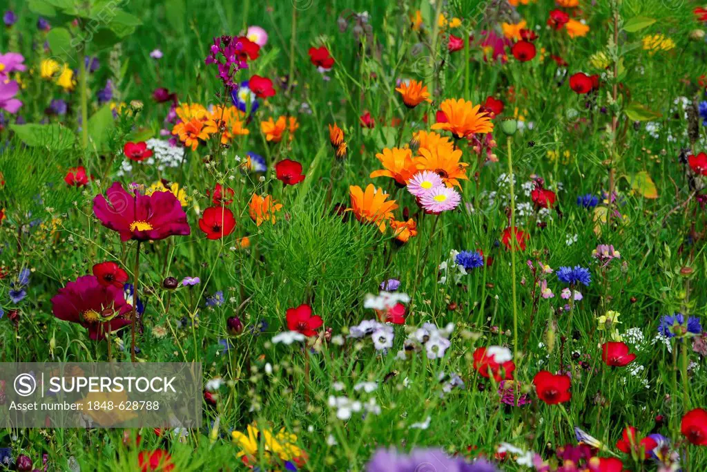 Flowering meadow in summer, cornflowers (Centaurea cyanus), yarrows (Achillea), mallows (Malva), yellow daisies (Leucanthemum) and red poppies (Papave...