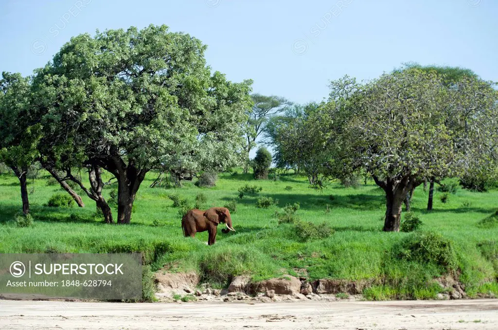 African elephant bull (Loxodonta africana) in Tarangire National Park, Tanzania, Africa