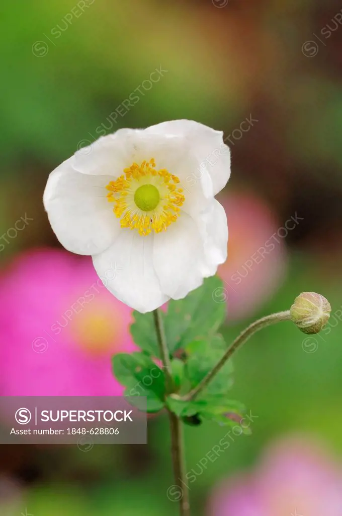 Japanese anemone (Anemone japonica hybrid), Honorine Jobert, blossom