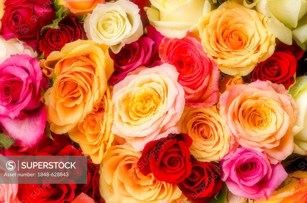 Colourful bouquet of roses at the weekly farmers' market in Freiburg im Breisgau, Baden-Wuerttemberg, Germany, Europe