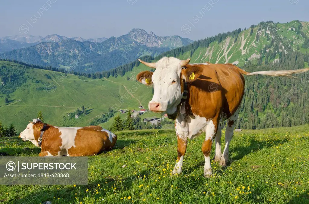 Cows on the hill above Obere Firstalm, Schliersee-Spitzingsee, Bavaria, Germany, Europe