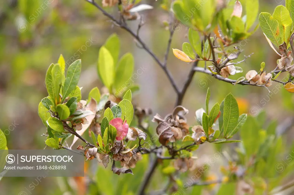 Hopbush, soapwood (Dodonaea viscosa), Big Island, Hawaii, USA