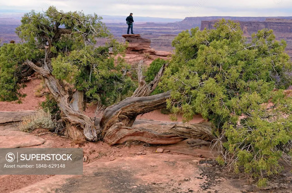 Utah Juniper (Juniperus osteosperma), lookout point at the edge of the Colorado River Canyon, Dead Horse Point State Park, Moab, Utah, USA