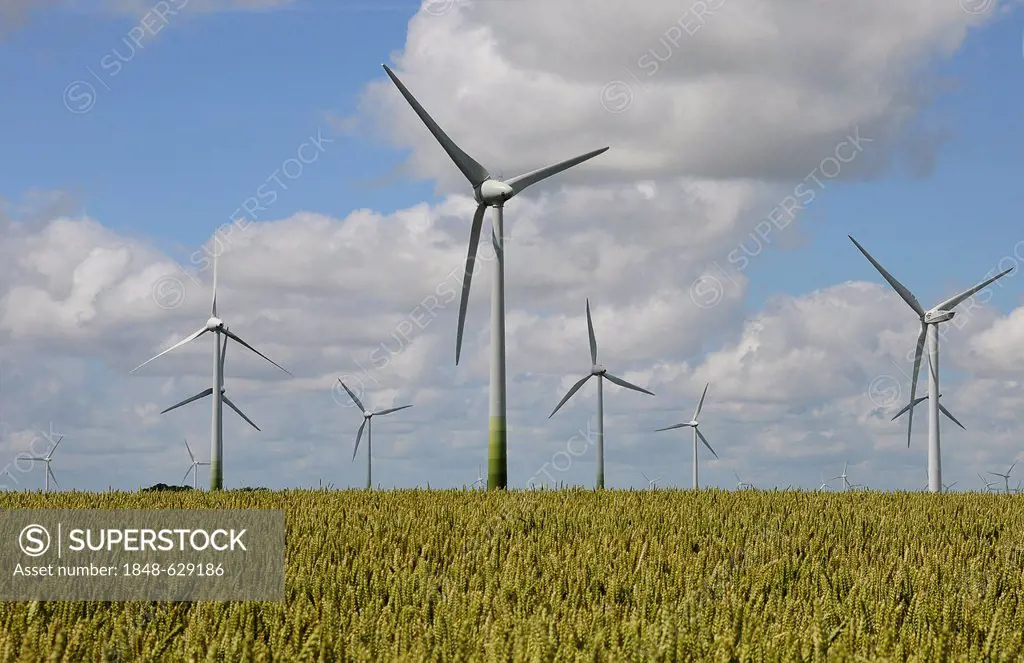 Wheatfield with wind turbines, Soehnke Nissen Koog, North Frisia, Schleswig-Holstein, Germany, Europe