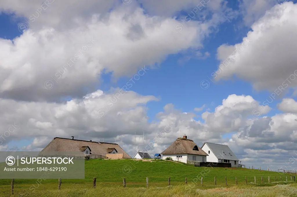Salt marshes and houses with thatched roofs on a terp, Hamburger Hallig, North Frisia, Schleswig-Holstein, Germany, Europe