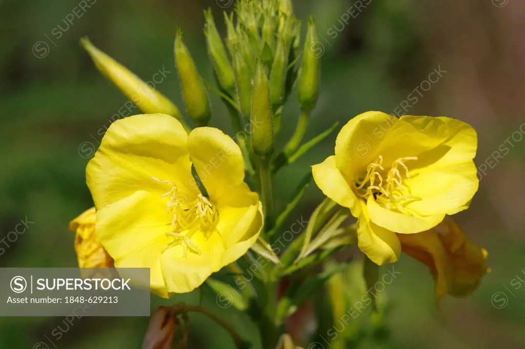 Flowering Common Evening Primrose or Evening Star (Oenothera biennis)