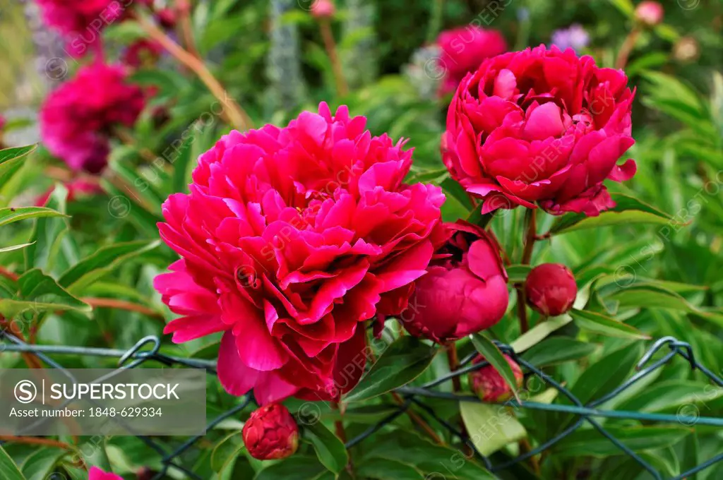 Red peony (Paeonia) with buds on a garden fence, Othenstorf, Mecklenburg-Western Pomerania, Germany, Europe