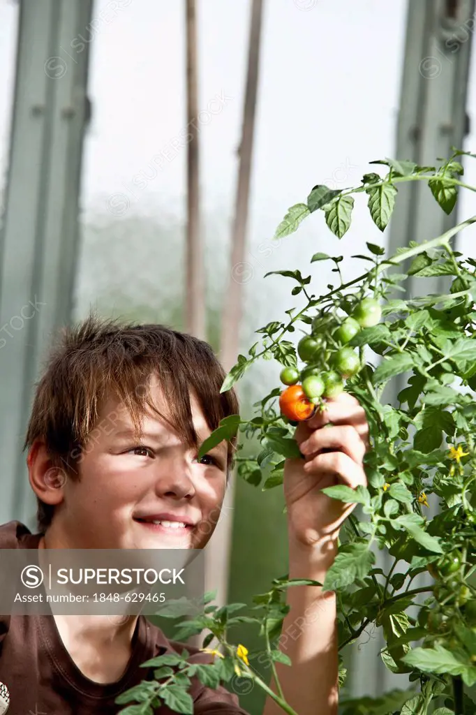 Boy checking a tomato in a greenhouse
