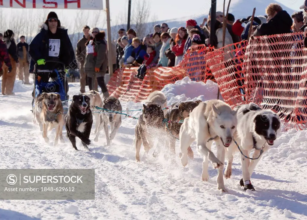 Yukon Quest and Iditarod musher Hugh Neff, dog sledding, mushing, running sled dogs, Alaskan Huskies, dog team, start of Road Runner 100 dog sled race...