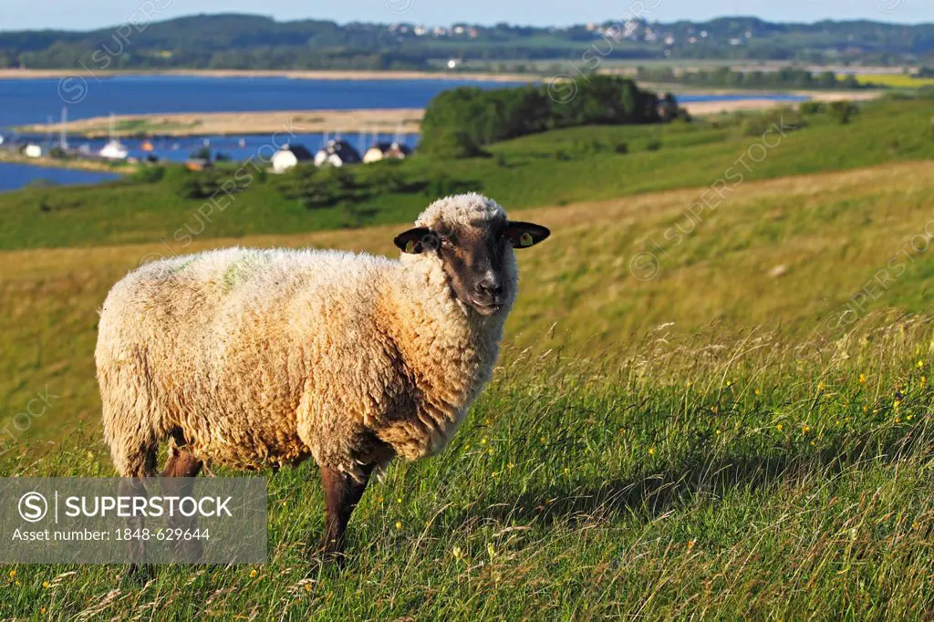 Sheep for landscape preservation on Moenchsgut Peninsula and Ruegischer Bodden in Southeast Ruegen Biosphere Reserve on the Baltic Sea coast, island o...