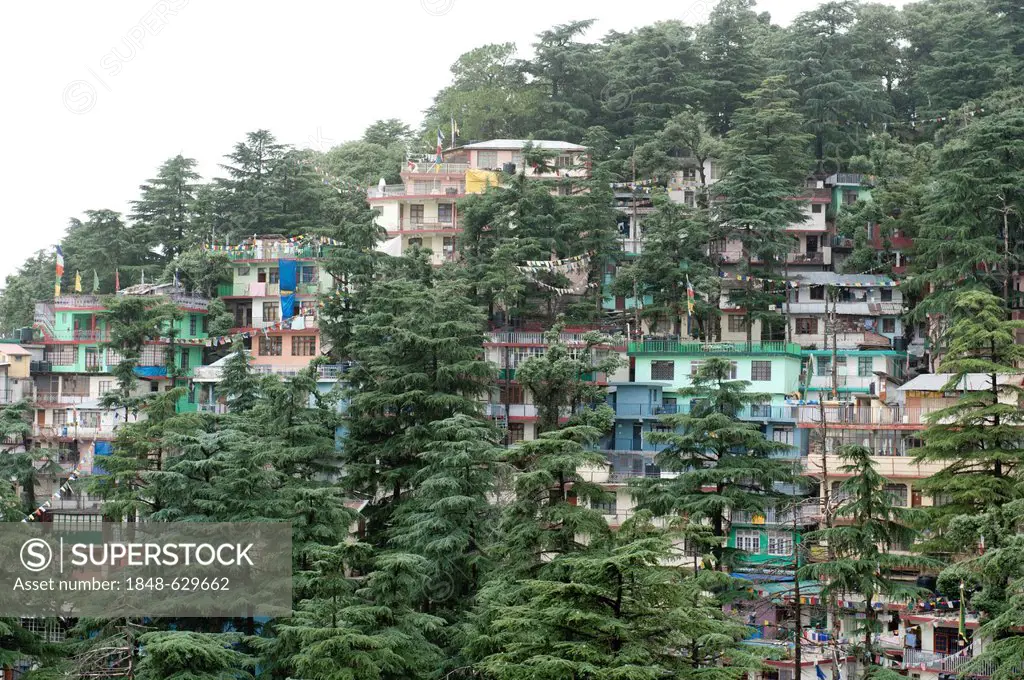 Houses and trees, cedar trees, Upper Dharamsala, McLeod Ganj, Himachal Pradesh, Himalayas, India, South Asia, Asia