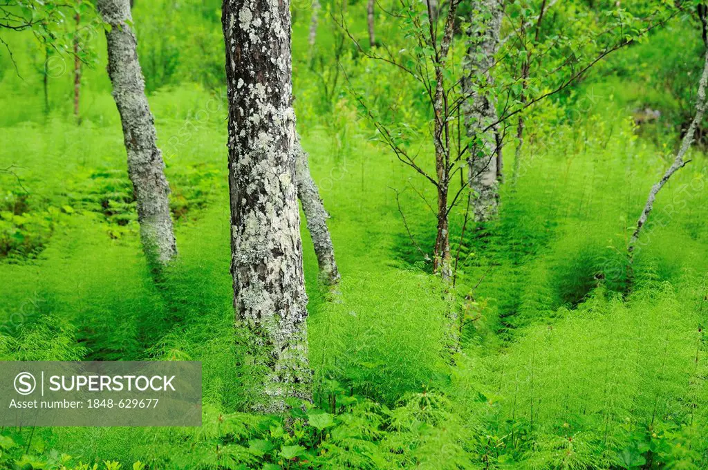 Wooded Landscape with horsetail or snake-grass, Rondane National Park, Norway, Europe
