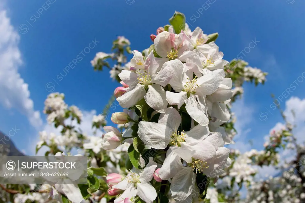 Apple blossom in spring, South Tyrol, Italy, Europe