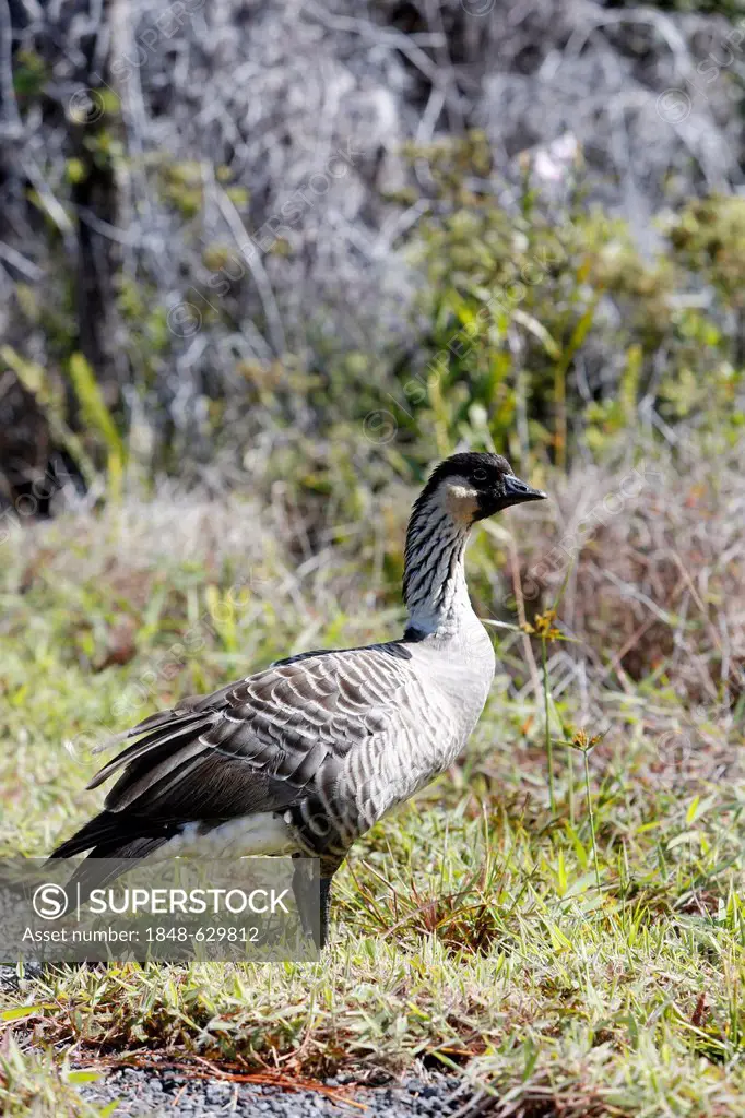 Nene or Hawaiian Goose (Branta sandvicensis), male, Hawaii Volcanoes National Park, Big Island, Hawaii, USA