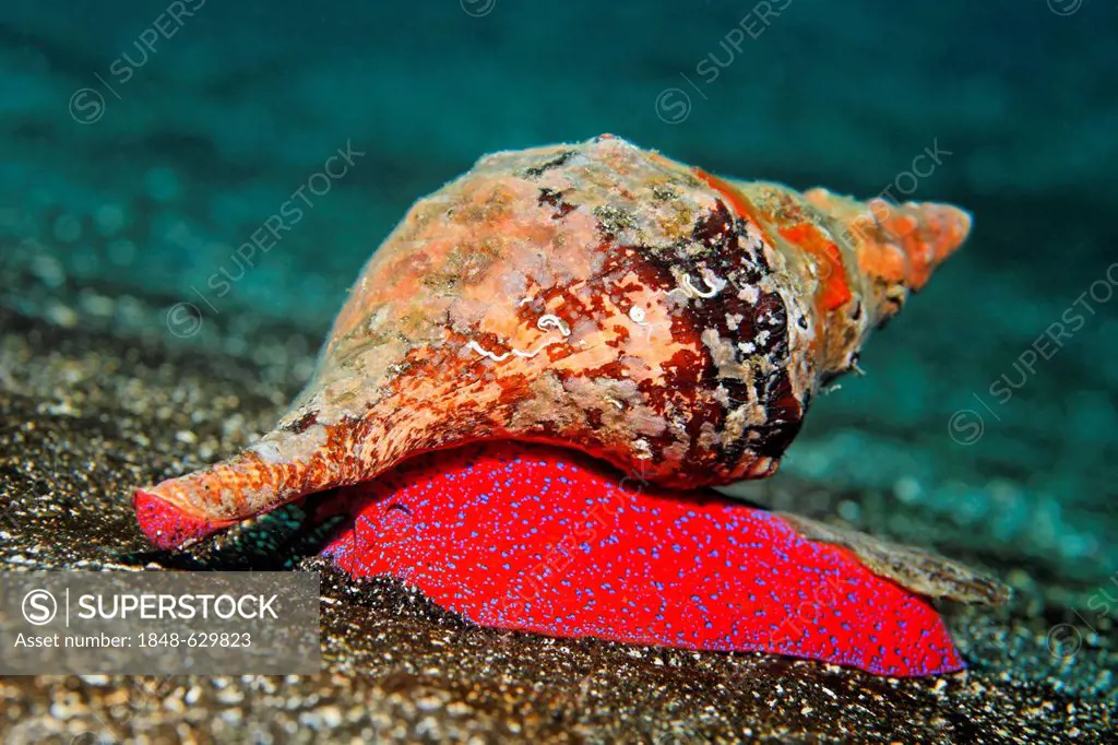 Galápagos conch (Pleuroploca princeps) on sandy seafloor, Ponta de Sao Vicente, Isabella Island, Albemarle, Galapagos Islands, a UNESCO World Natural ...
