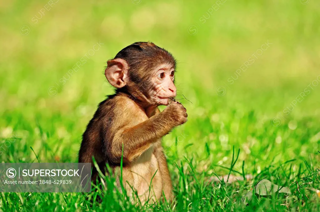 Barbary Macaque (Macaca sylvanus, Macaca sylvana), young, from Morocco, Algeria and Gibraltar, captive, North Rhine-Westphalia, Germany, Europe