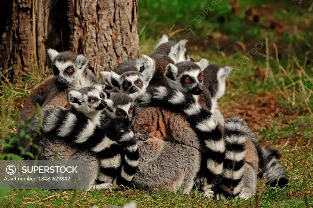 Ring-tailed lemurs (Lemur catta), found in Madagascar, Africa, captive, Germany, Europe