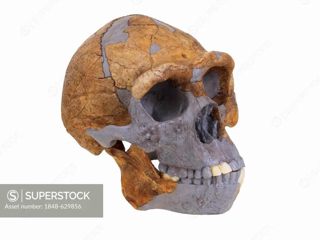 Replica skull of Homo erectus, Peking man, evolution of human species