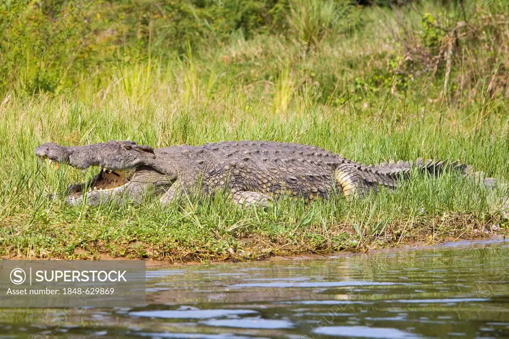 Nile crocodile or common crocodile (Crocodylus niloticus), on the banks of the Victoria Falls, Murchison Falls National Park, Paraa, Uganda, Africa