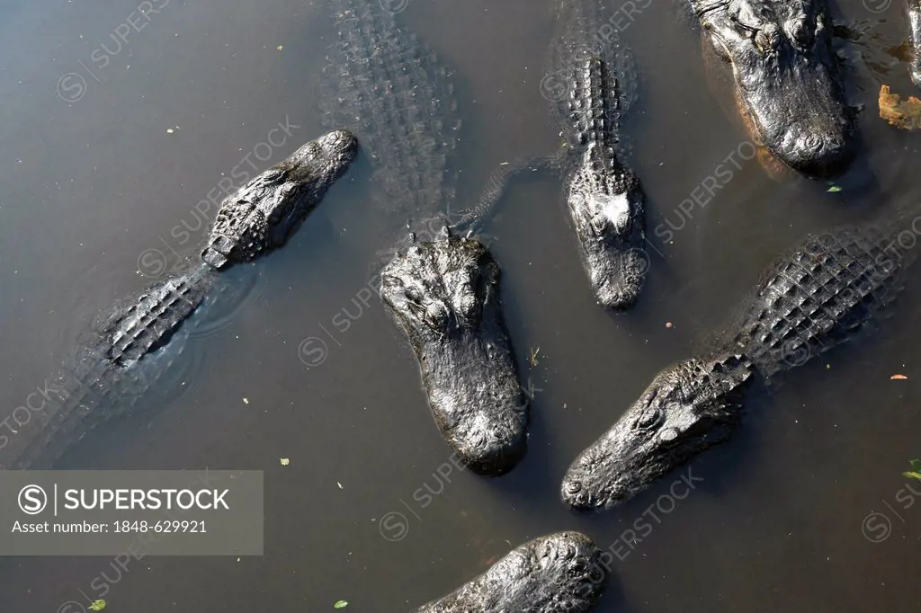 Alligators in Florida, USA, America
