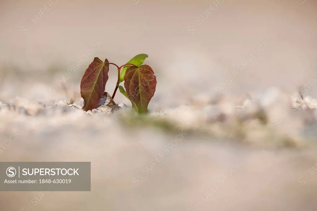 Maple seedling (Acer) on the banks of Lake Constance near Wallhausen, Baden-Wuerttemberg, Germany, Europe