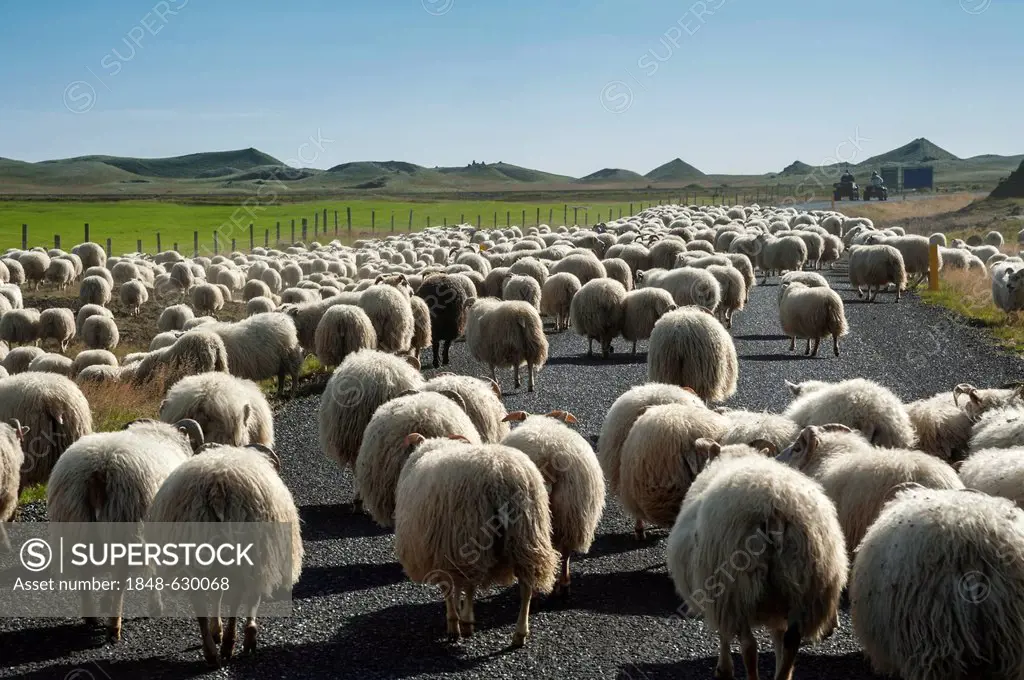 Flock of sheep on the road, quads, bringing down sheep in Kirkjubæjarklaustur, South Iceland, Iceland, Europe