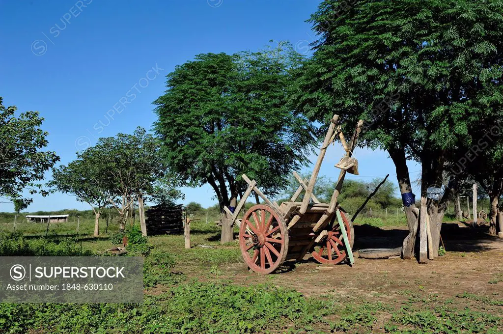 Ox-carts on a farm, Gran Chaco, Santiago del Estero Province, Argentina, South America