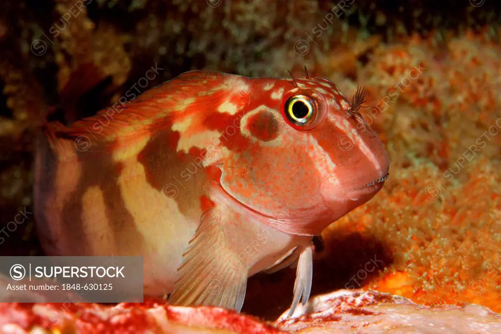 Large-banded blenny (Ophioblennius steindachneri), Ponta de Sao Vicente, Isabella Island, Albemarle, Galapagos Islands, a UNESCO World Natural Heritag...