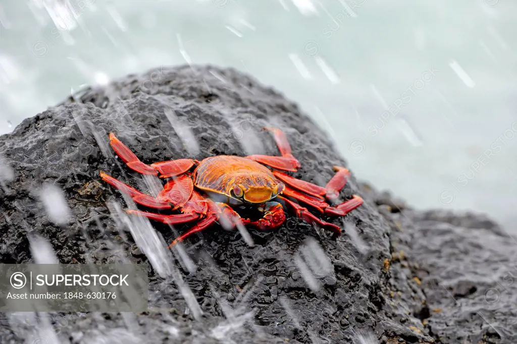 Red rock crab (Grapsus grapsus), in the surf, Santa Cruz Island, Galápagos Islands, Unesco World Heritage Site, Ecuador, South America