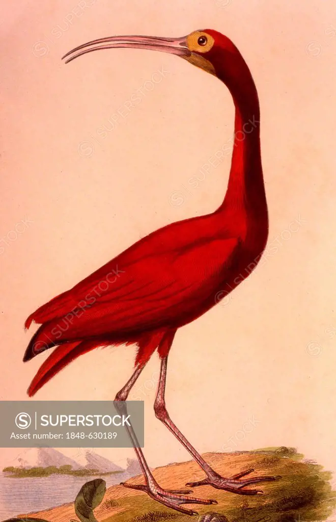 Red ibis, historical illustration, 1826